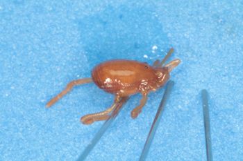 Media type: image; Invertebrate Zoology 14667
